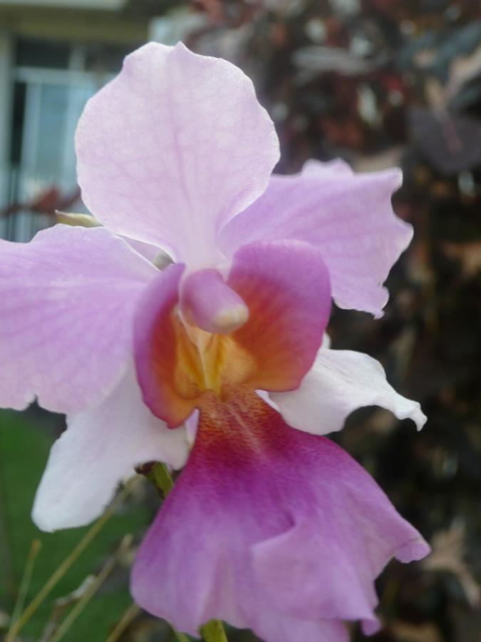 La Maison Aux Orchidees เปอตีต์-บูร์ก ภายนอก รูปภาพ